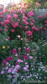 Rosarium Uetersen Rosarium Uetersen
