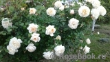Crocus Rose® Crocus Rose®