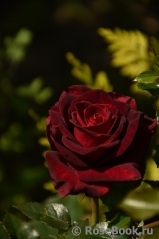 Black Baccara Black Baccara