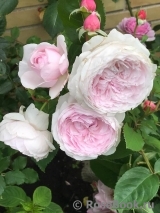Olivia Rose Austin Olivia Rose Austin