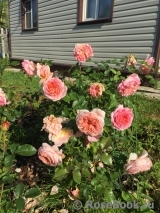 Abraham Darby Abraham Darby