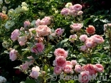 Amandine Chanel Amandine Chanel