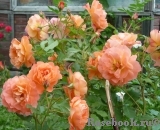Westerland Westerland