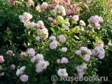Rosengräfin Marie Henriette Rosengräfin Marie Henriette