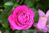 Heidi Klum Rose Heidi Klum Rose