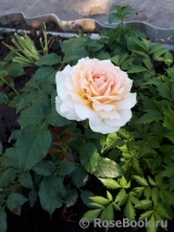 Chandos Beauty Chandos Beauty
