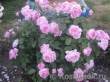 Mary Rose Mary Rose
