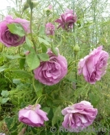 Violette Parfumee Violette Parfumee