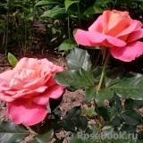 Belle Epoque Sunflor ® Belle Epoque Sunflor ®