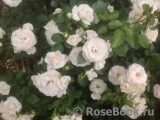 Aspirin Rose Aspirin Rose