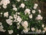 Aspirin Rose Aspirin Rose