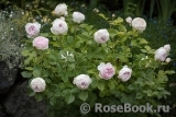 Herzogin Christiana ® Herzogin Christiana ®