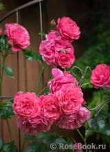 Rosarium Uetersen Rosarium Uetersen