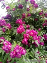 Perennial Blue Perennial Blue