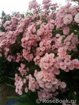 Heavenly Pink Heavenly Pink
