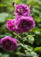 Violette Parfumee Violette Parfumee