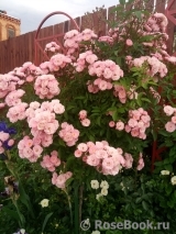 Heavenly Pink Heavenly Pink