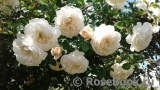 Crocus Rose® Crocus Rose®