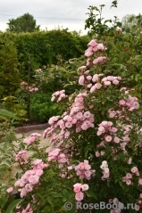 Heavenly Pink Heavenly Pink