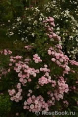 Heavenly Pink Heavenly Pink
