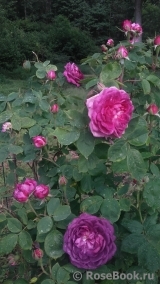 Reine des Violettes Reine des Violettes