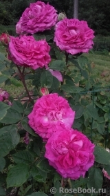 Reine des Violettes Reine des Violettes