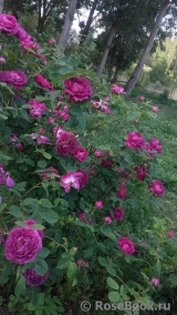 Reine des Violettes Reine des Violettes