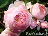 The Alnwick Rose The Alnwick Rose