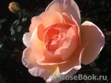 Abraham Darby Abraham Darby
