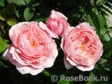 The Alnwick Rose The Alnwick Rose