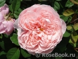The Alnwick Rose The Alnwick Rose