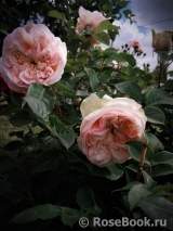 Claire Rose Claire Rose