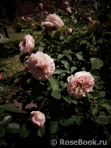Claire Rose Claire Rose