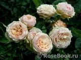 Eden Romantica ® Eden Romantica ®