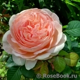 Abraham Darby Abraham Darby
