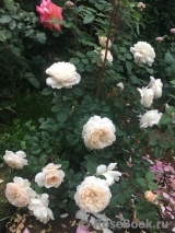 Crocus Rose® Crocus Rose®
