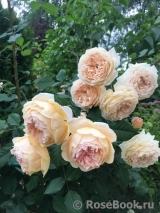 Crown Princess Margareta® Crown Princess Margareta®