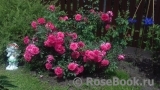 Rosarium Uetersen Rosarium Uetersen
