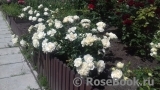 White Meidiland White Meidiland