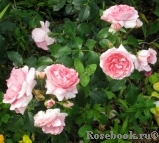 Strawberry Hill Strawberry Hill
