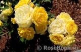 Golden Border Golden Border