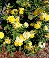 Golden Border Golden Border