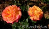Gartenspass ® Gartenspass ®