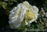 Alabaster Alabaster