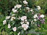 Jacqueline du Pre Jacqueline du Pre