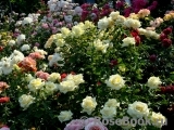 Wainwright Rose, The Wainwright Rose, The
