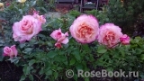 Augusta Luise Augusta Luise