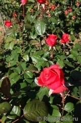 Red Magic
