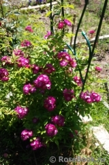 Perennial Blue Perennial Blue