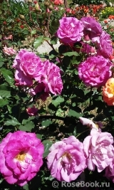 Violette Parfumee Violette Parfumee